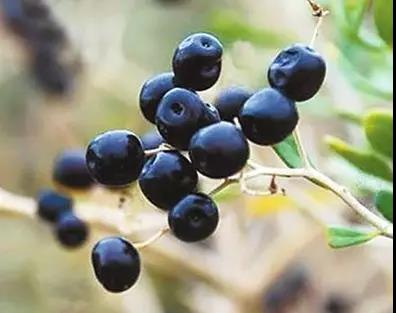 護眼食物沒少吃，為何眼睛不見好？