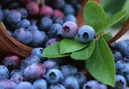 眼睛干澀吃什么水果好？