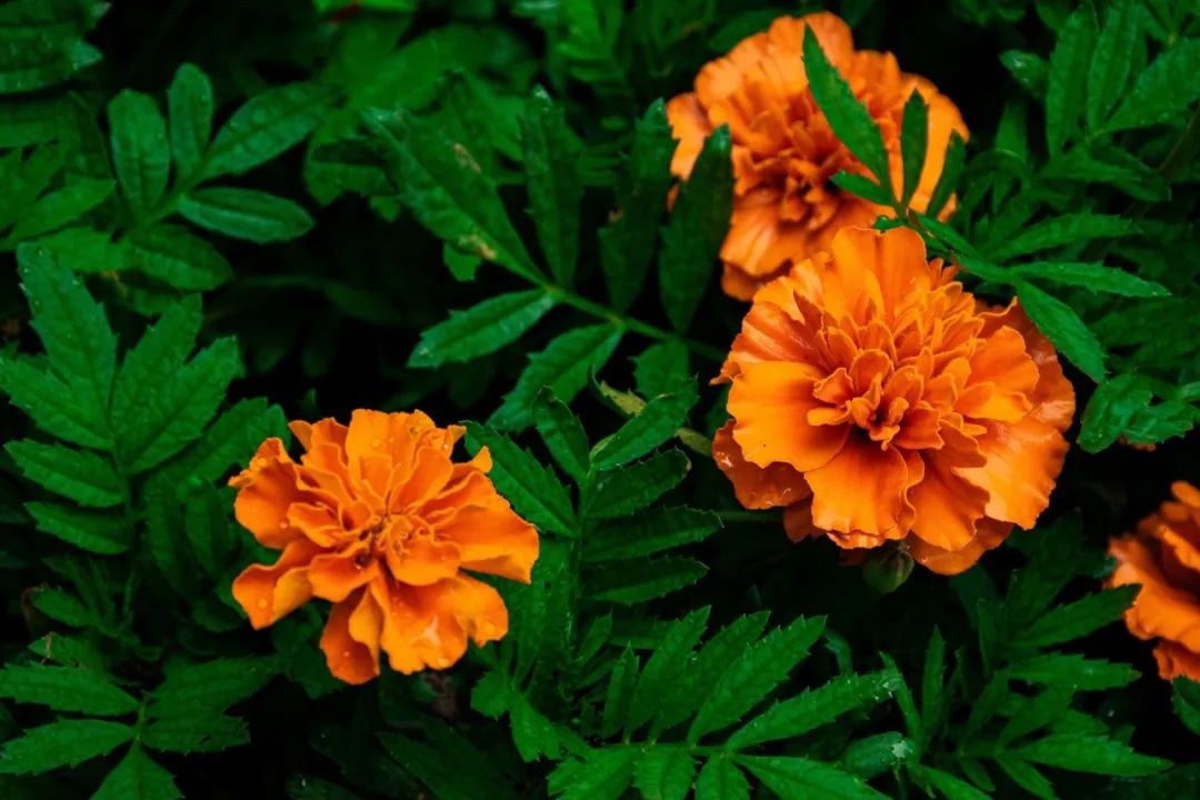 好視力眼貼分享：“眼黃金”葉黃素，教您這么補(bǔ)