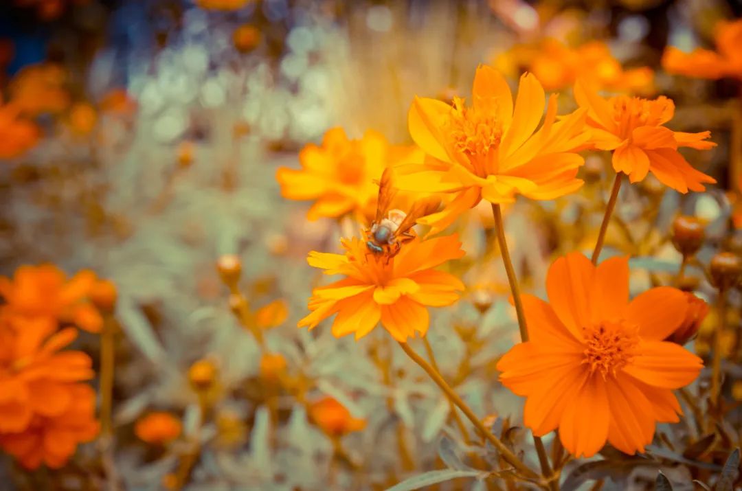 它被成為“眼黃金”，護(hù)眼千萬別錯過！