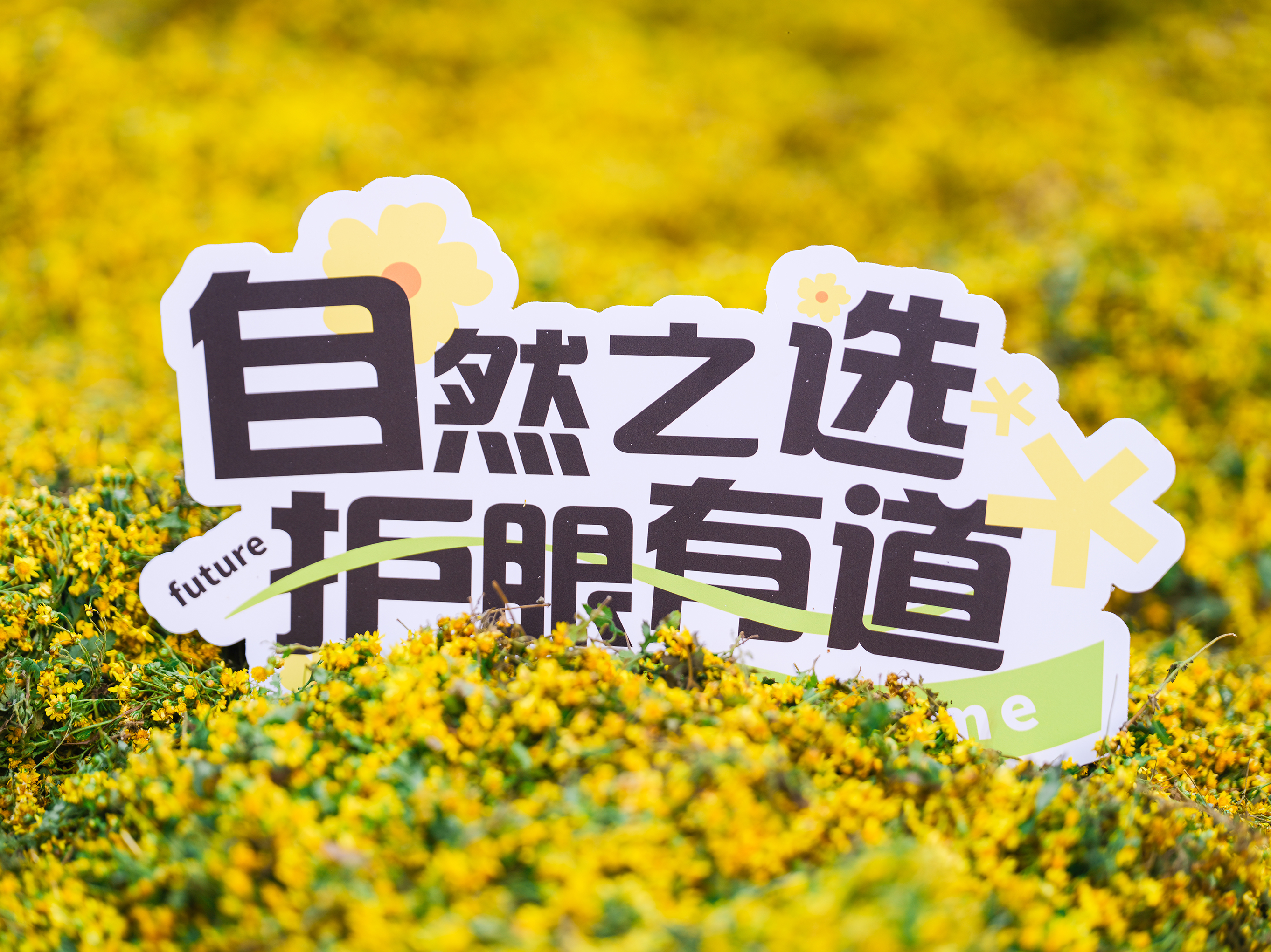 #好視力眼貼，【源】來真的好—野菊花道地溯源之旅精彩放送